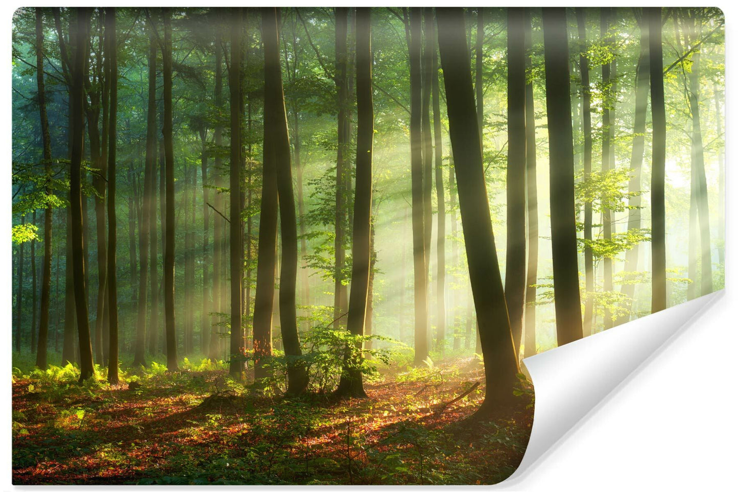 Fototapeta Do Jadalni Las O Wschodzie Słońca 416x254cm