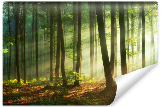 Fototapeta Do Jadalni Las O Wschodzie Słońca 416x254cm